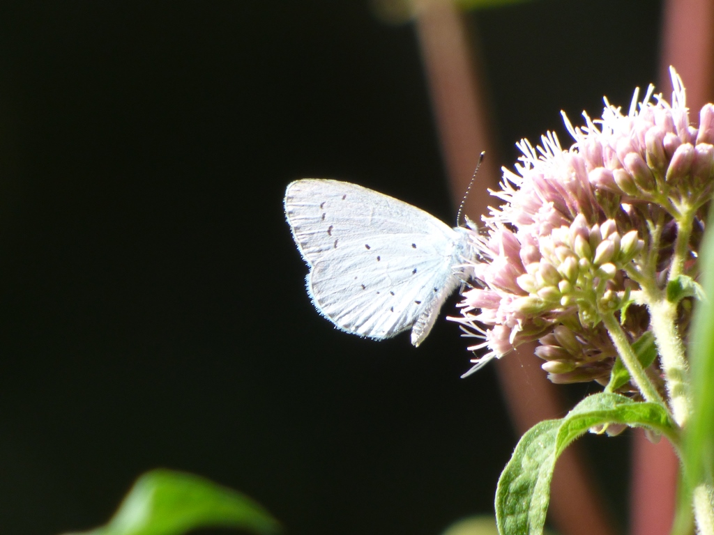 Celastrine o Cupido?  Celastrina argiolus, Lycaenidae